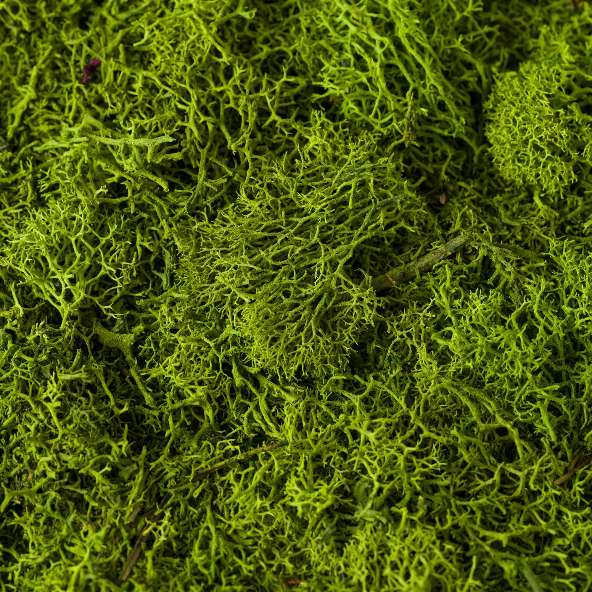 12 Pack: SuperMoss® All-Purpose Sticky Reindeer Moss Mat